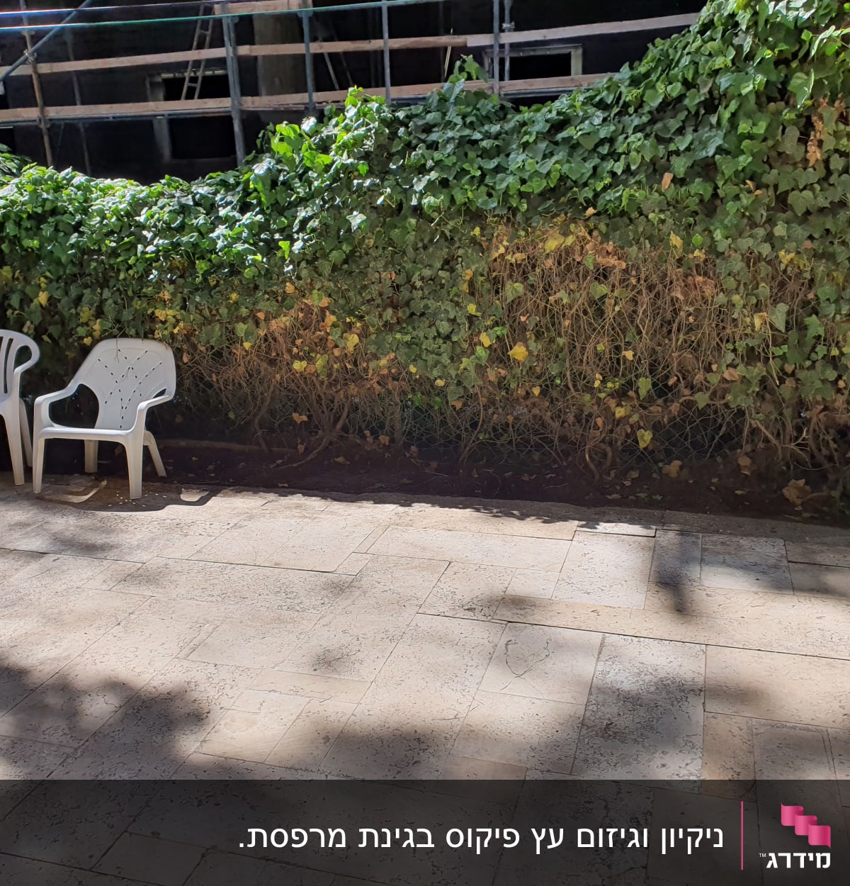 גדר חיה ירוקה עם צמחים מטפסים בגינה